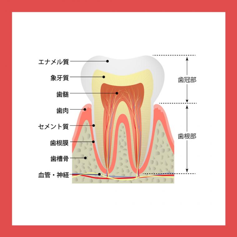 《豆知識編》歯の構造とは？